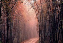 乒乓球——亚洲杯:孙颖莎晋级.